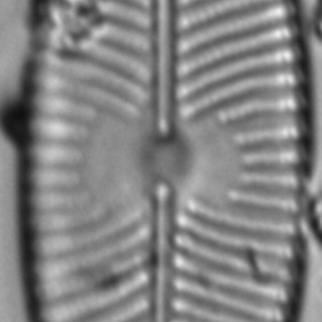 Placoneis explanata LM4