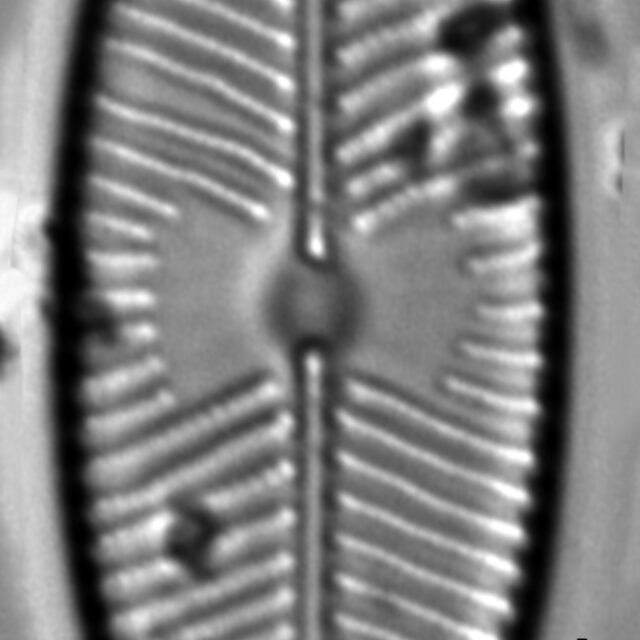 Placoneis explanata LM5