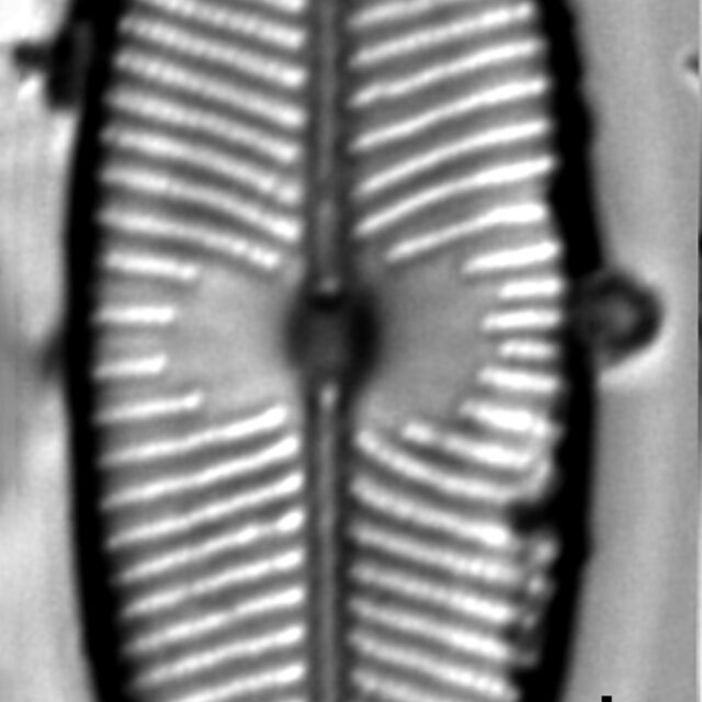 Placoneis explanata LM1