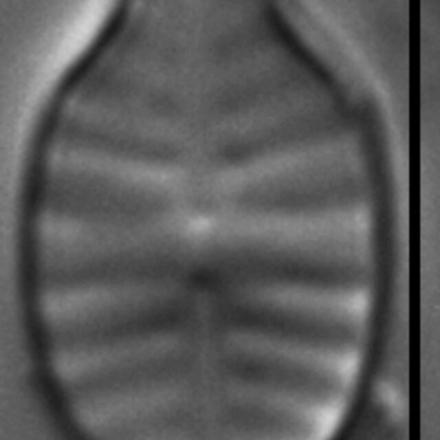 Planothidium rostratoholarcticum LM4