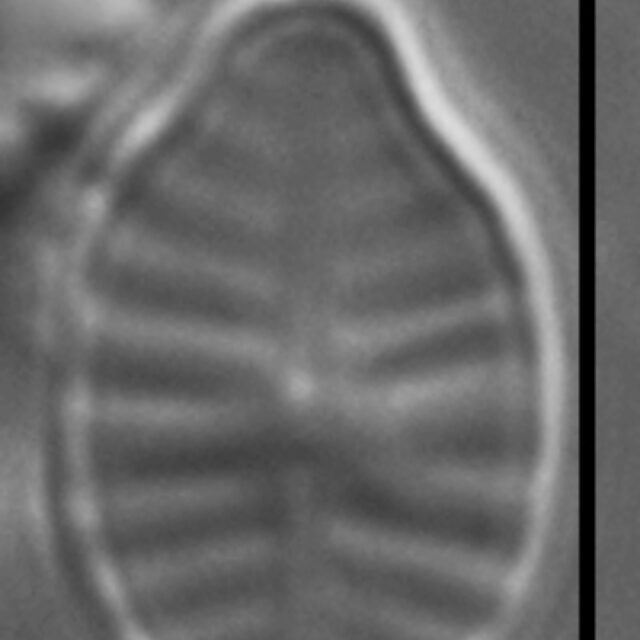 Planothidium rostratoholarcticum LM7