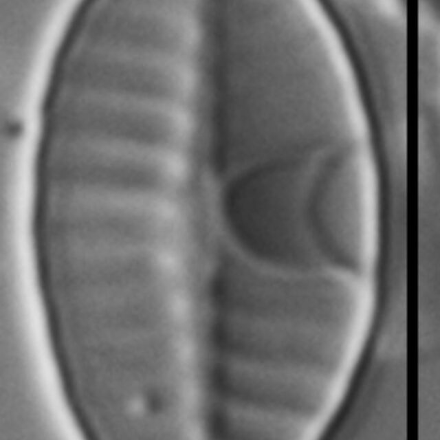 Planothidium rostratoholarcticum LM1