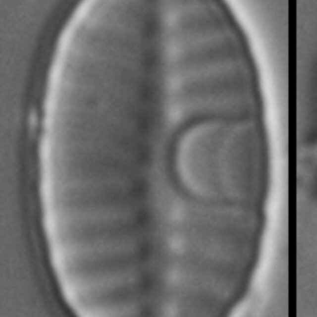 Planothidium rostratoholarcticum LM3