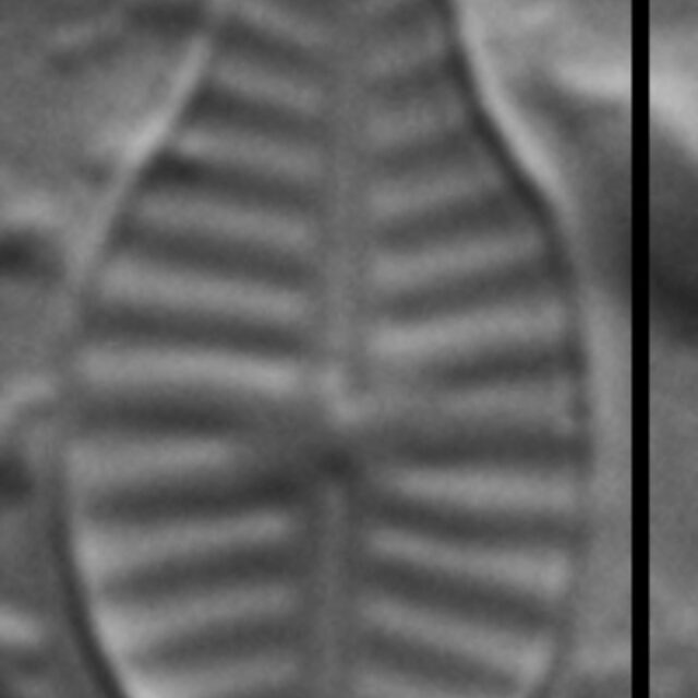 Planothidium rostratoholarcticum LM5