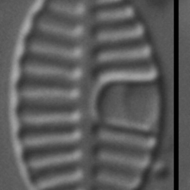 Planothidium rostratoholarcticum LM2