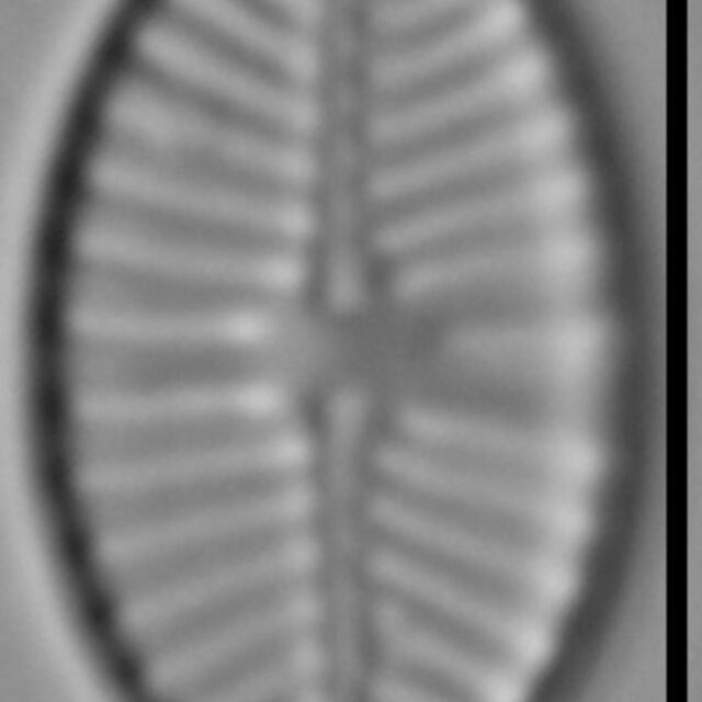 Planothidium joursacense LM5