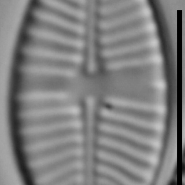 Planothidium joursacense LM4