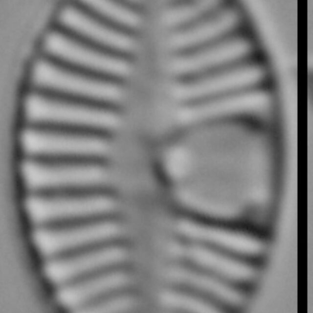 Planothidium joursacense LM3