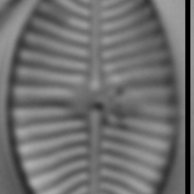 Planothidium joursacense LM1