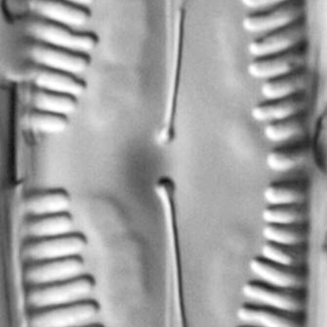 Pinnularia macilenta LM5