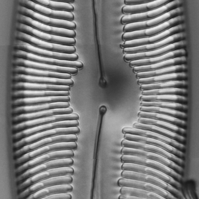 Pinnularia ectorii LM3