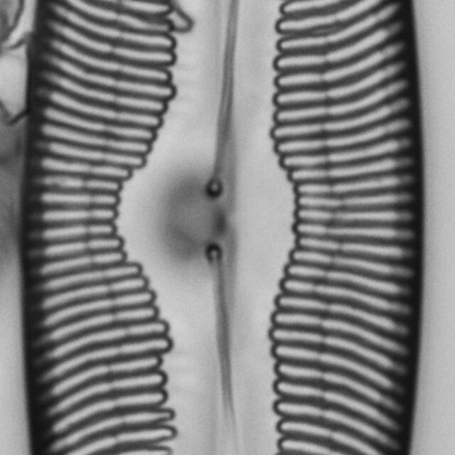 Pinnularia ectorii LM4