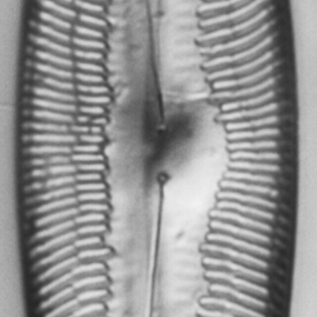 Pinnularia ectorii LM6