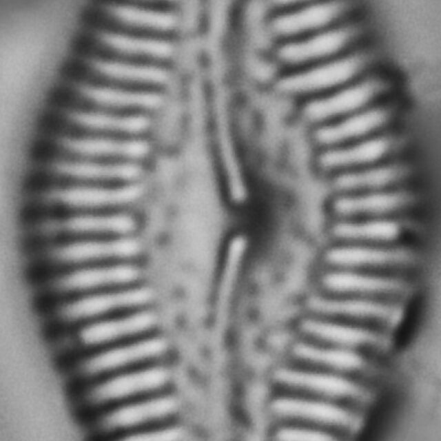 Pinnularia turgidula LM3