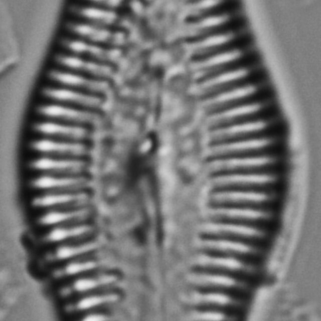 Pinnuaria turgidula LM1