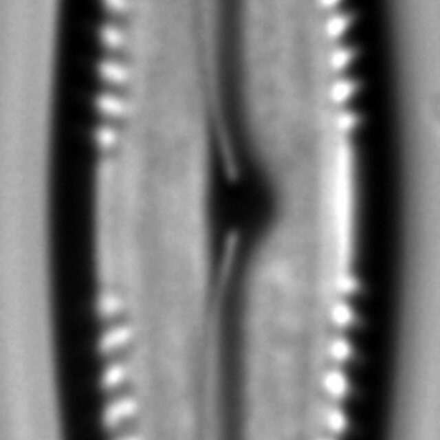 Pinnularia polyonca LM5