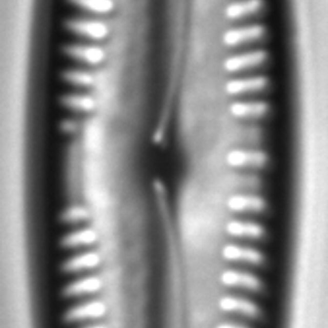 Pinnularia polyonca LM2