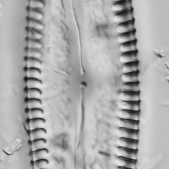 Pinnularia cuneicephala LM6