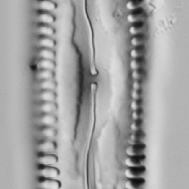 Pinnularia cuneicephala LM5