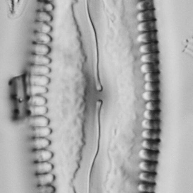 Pinnularia cuneicephala LM4