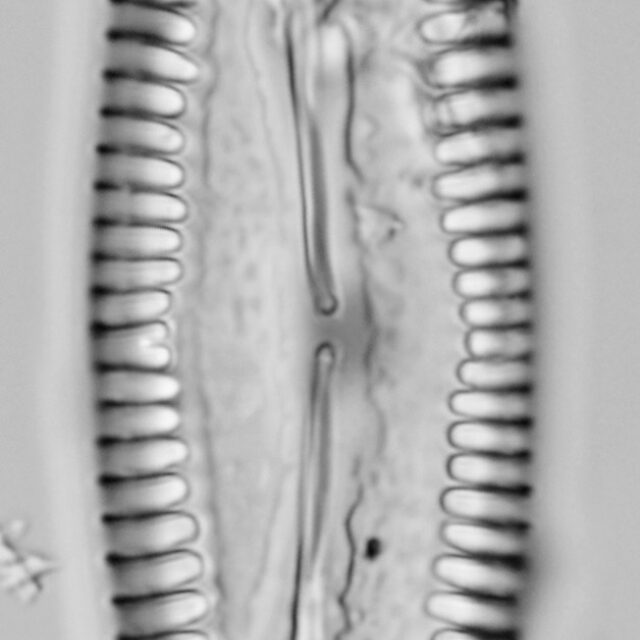 Pinnularia cuneicephala LM3