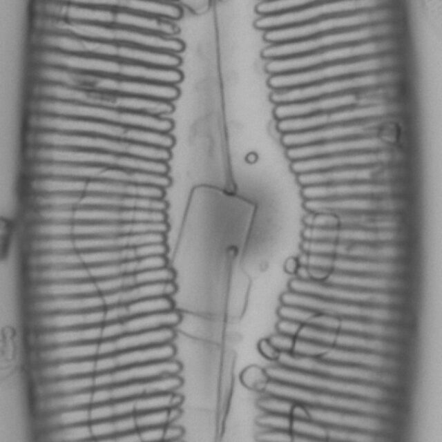 Pinnularia dariana ANSP NJSS0609 1