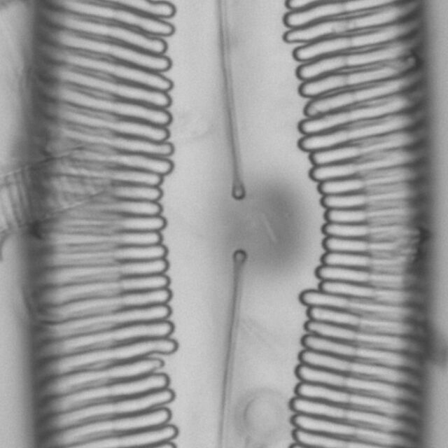 Pinnularia dariana ANSP NJSS0692 1