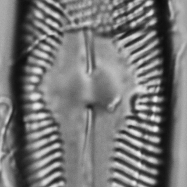 Pinnularia decrescens LM1