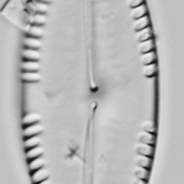 Pinnularia formica LM5