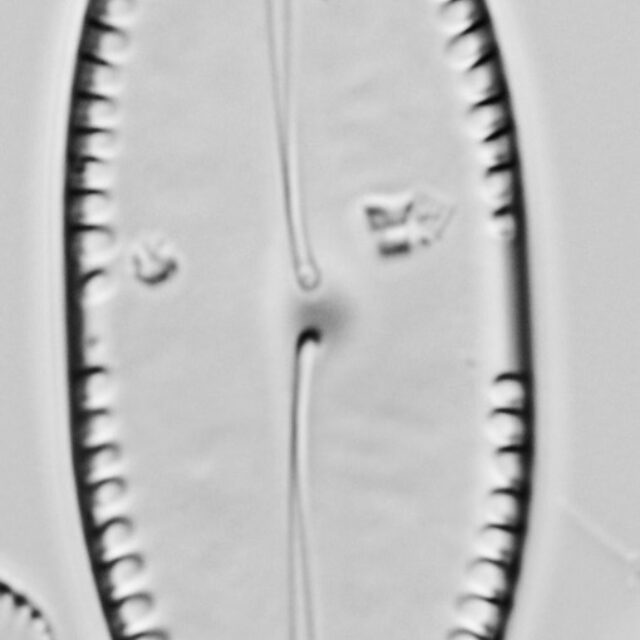 Pinnularia formica LM4