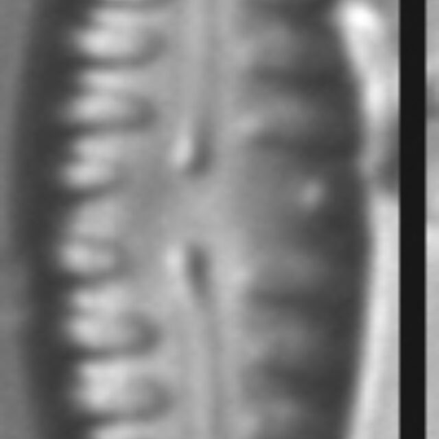 Pinnularia lagerstedtii LM6