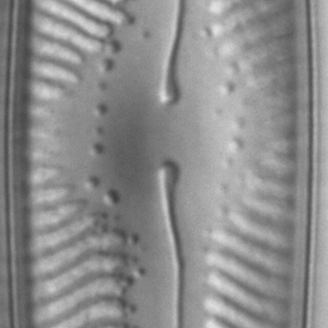 Pinnularia lailaensis LM4