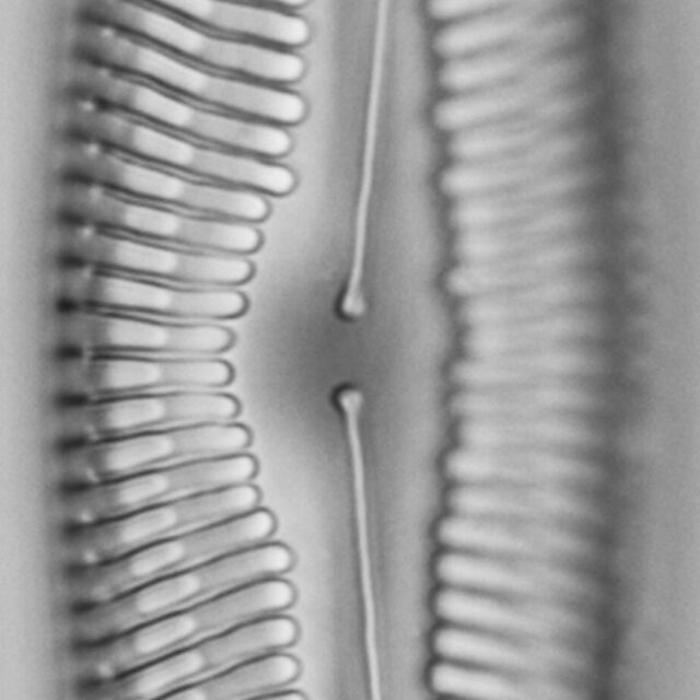 Pinnularia rexlowei LM1