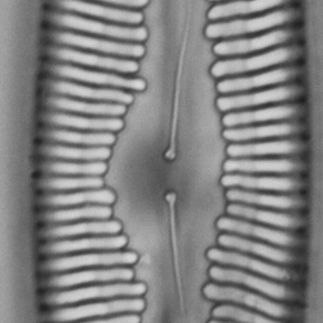 Pinnularia rexlowei LM2