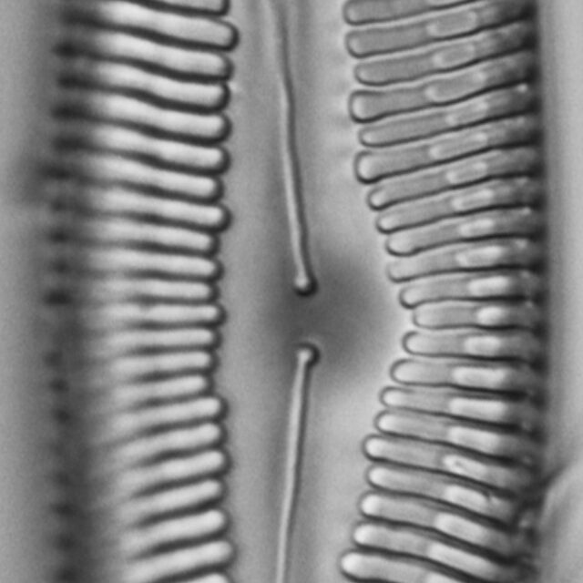 Pinnularia rexlowei LM3