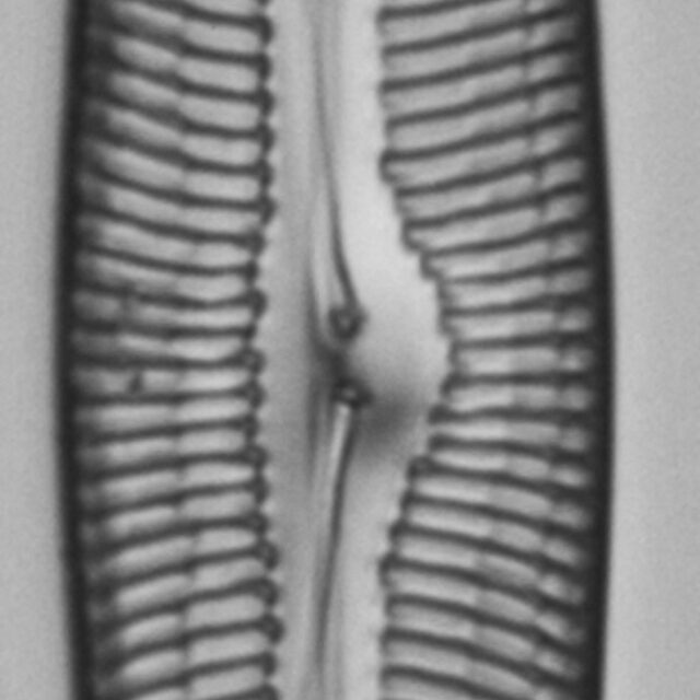 Pinnularia rexlowei LM4