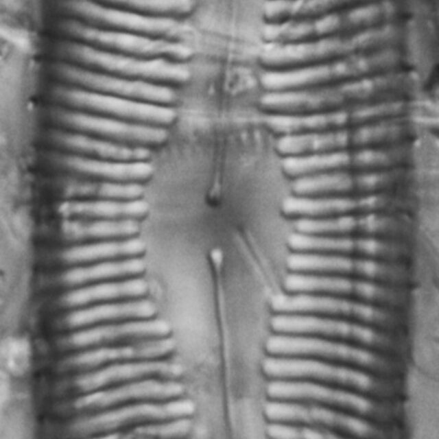 Pinnularia rexlowei LM6