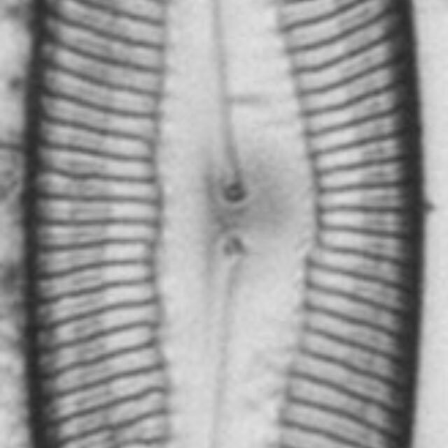 Pinnularia rexlowei LM5