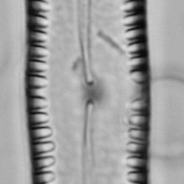 Pinnularia scotica LM3