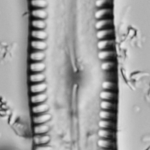 Pinnularia scotica LM2