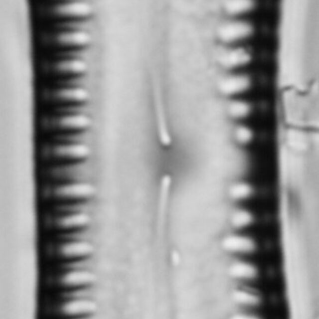 Pinnularia scotica LM4