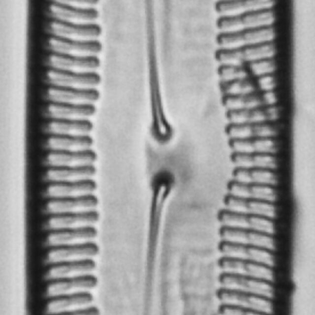 Pinnularia socialis LM5