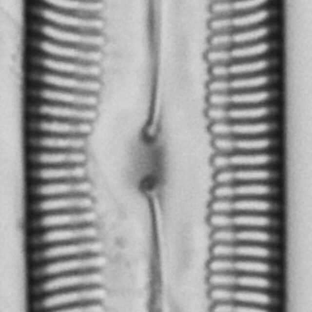 Pinnularia socialis LM6