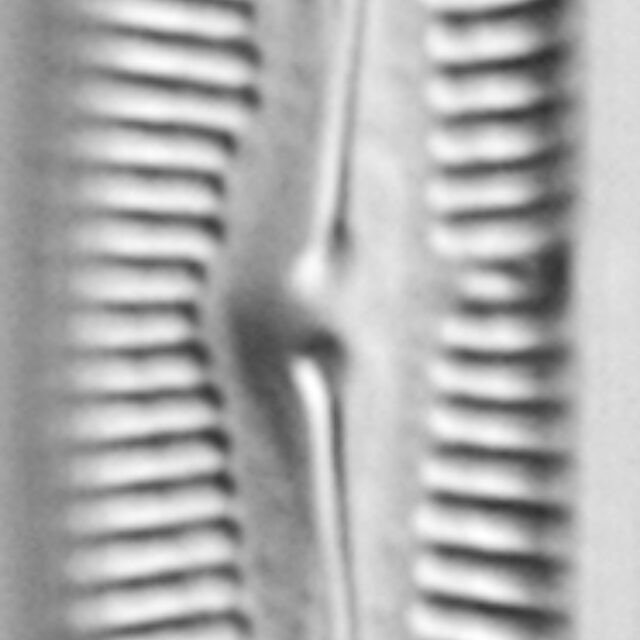 Pinnularia feremorosa LM7