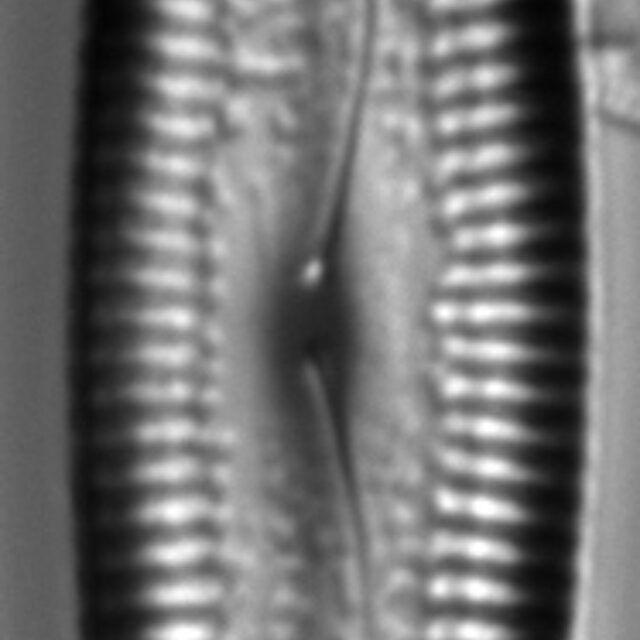 Pinnularia acrosphaeria LM7