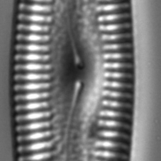 Pinnularia acrosphaeria LM6