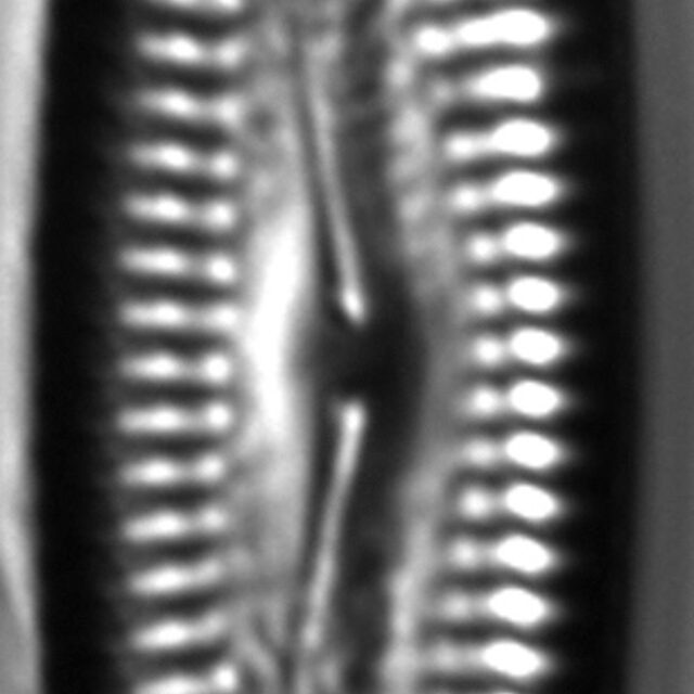 Pinnularia acrosphaeria LM3