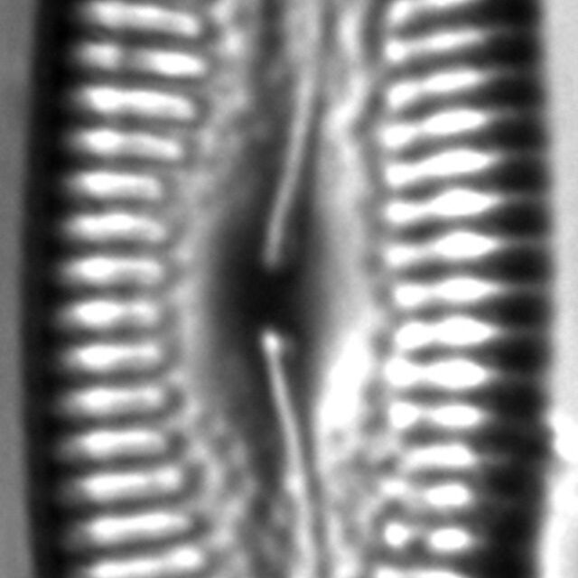 Pinnularia acrosphaeria LM2