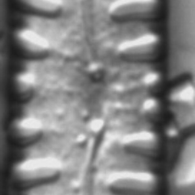 Pinnularia borealis LM6