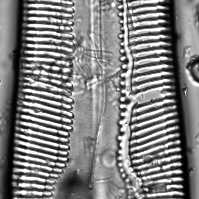 Pinnularia gigas LM1